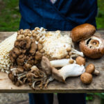 Mushrooms &amp; Health: What’s The Latest? | Bulletins | Dr. Weil