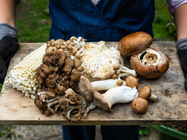 Mushrooms &amp; Health: What’s The Latest? | Bulletins | Dr. Weil