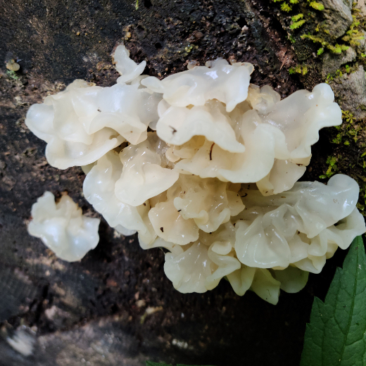 The Mushroom of Beauty Tremella Mushrooms support the skin’s own ability to hold onto moisture