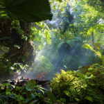 New Life For The Beneficial Plant Research Association | Dr. Weil