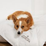 Img_Dog_DailyTip_March2026_Purecare