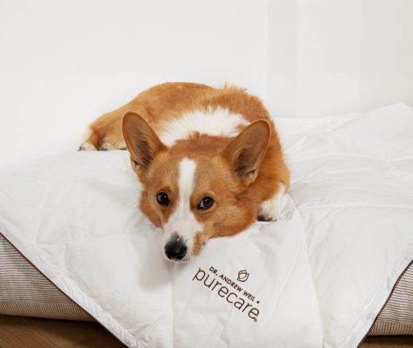 Img_Dog_DailyTip_March2026_Purecare