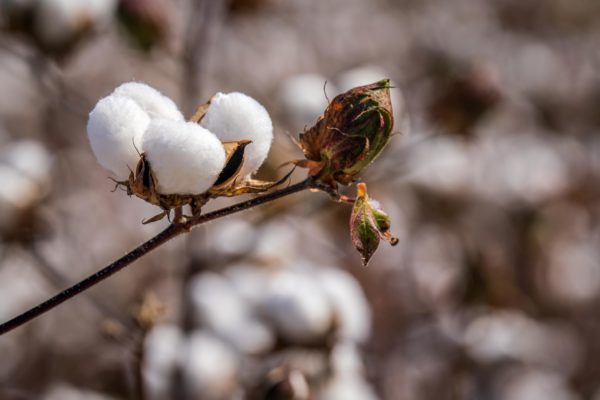 Synthetic, Semi-Synthetic, Or All-Natural Bedding: Which Is Best for You?